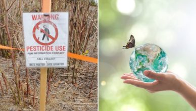 Biologen: Pestizidvorschriften zum Schutz der Artenvielfalt scheitern